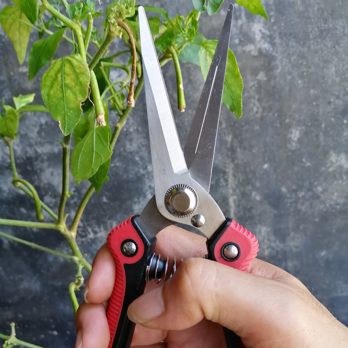 1-Pack Stainless Steel Gardening Pruners, Manual Pruning Shears, Garden Scissors for Quick Pruning of Plants, Vegetables, Bonsai, Flowers, Garden Supplies