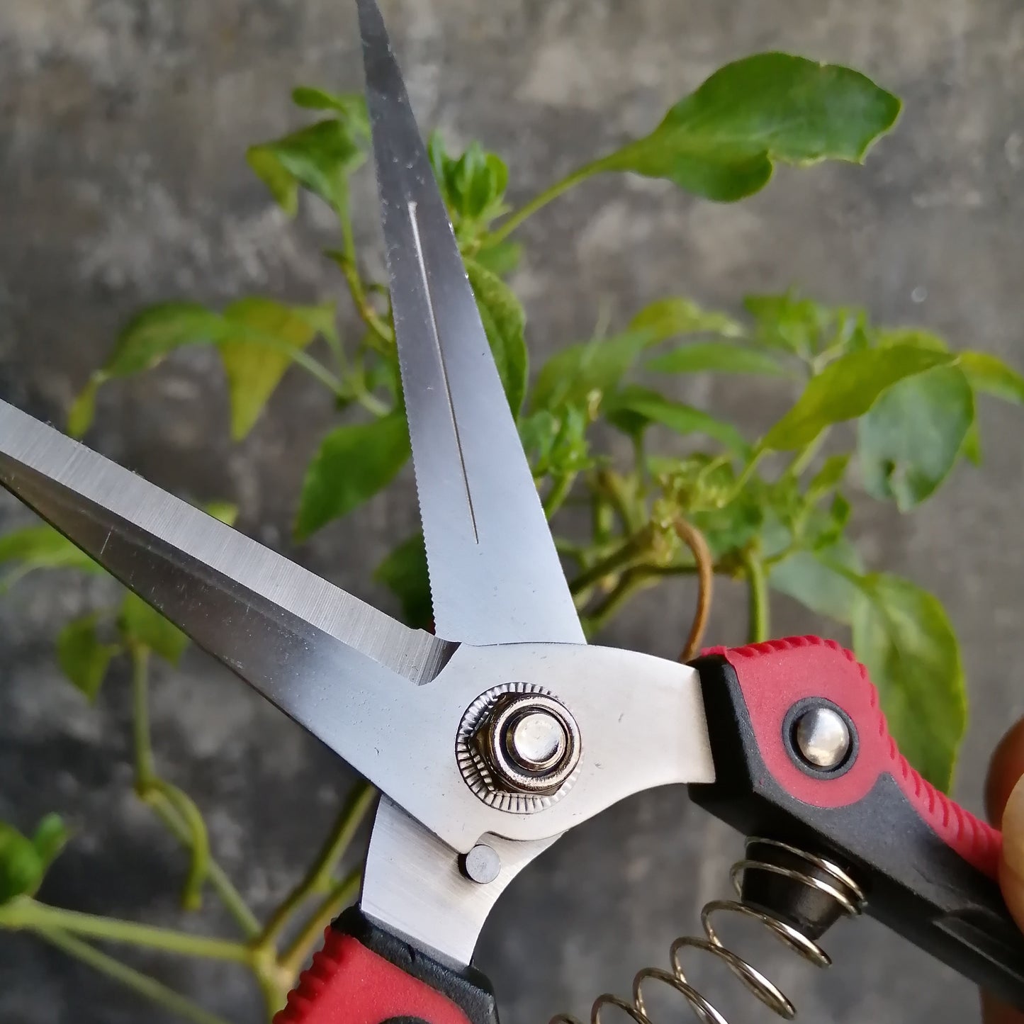 1-Pack Stainless Steel Gardening Pruners, Manual Pruning Shears, Garden Scissors for Quick Pruning of Plants, Vegetables, Bonsai, Flowers, Garden Supplies