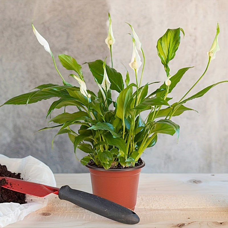 10 pieces of seedling pots, flower pots and nutrient cups can be used to grow succulent plants, vegetable seedlings, saplings and flowers with drainage holes to prevent roots from getting stuffy