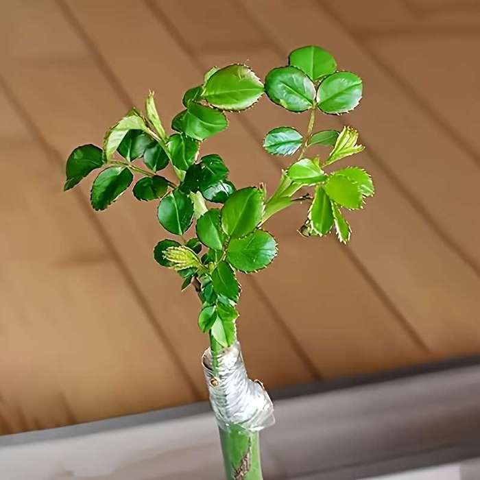 Strong adhesive fruit tree grafting tape