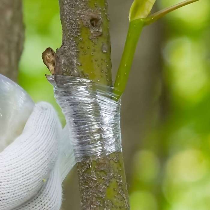 Strong adhesive fruit tree grafting tape