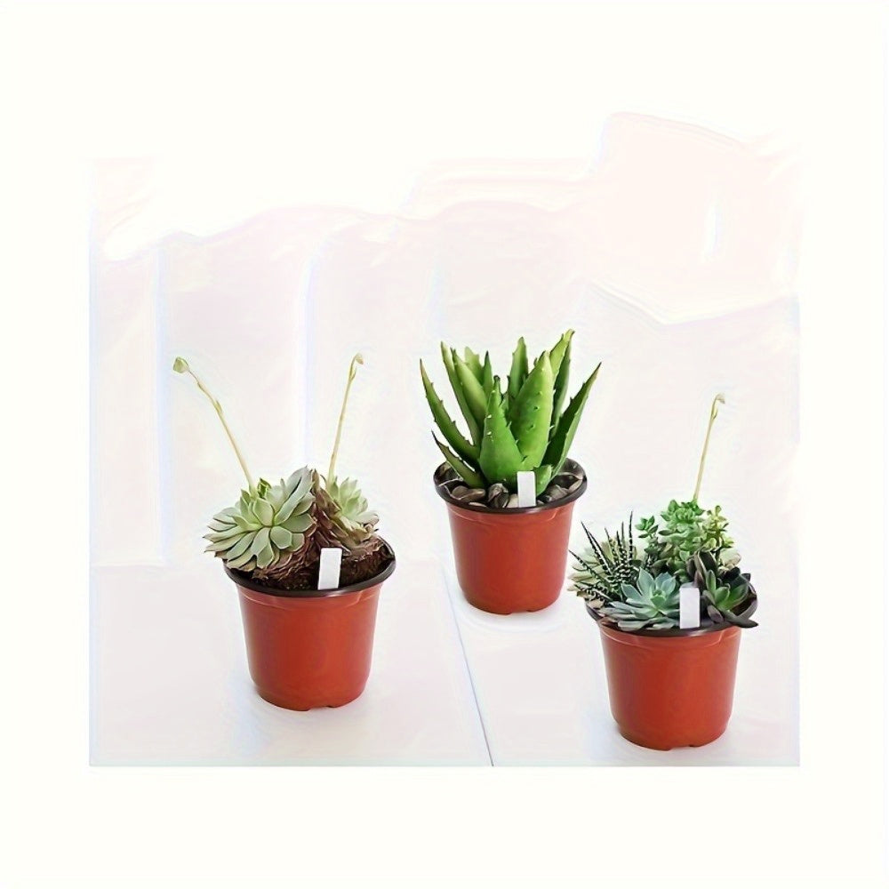 10-pack seedling pots, flower pots, nutrient cups for growing succulent plants, vegetable seedlings, saplings, flowers with drainage holes to prevent roots from being suffocated