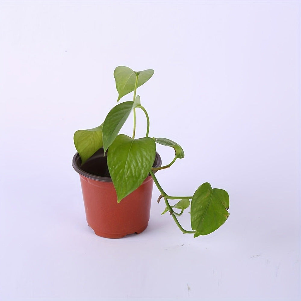 10-pack seedling pots, flower pots, nutrient cups for growing succulent plants, vegetable seedlings, saplings, flowers with drainage holes to prevent roots from being suffocated