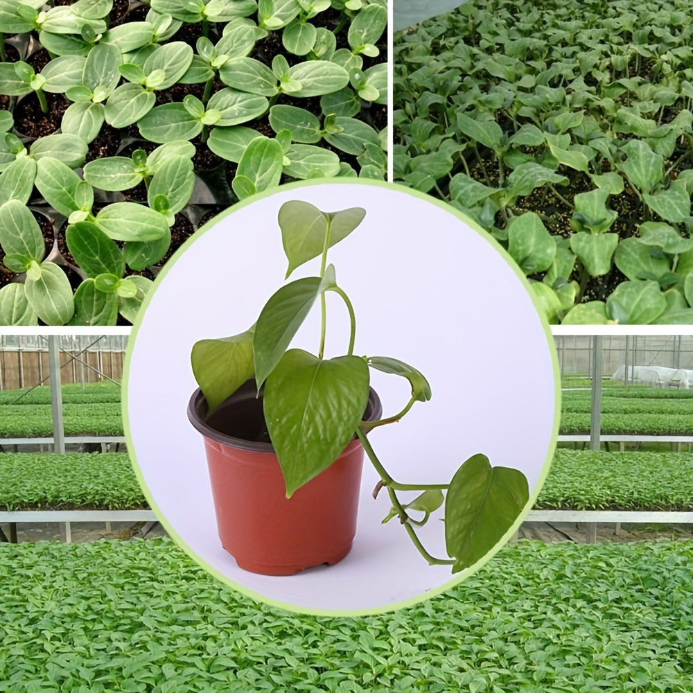 10-pack seedling pots, flower pots, nutrient cups for growing succulent plants, vegetable seedlings, saplings, flowers with drainage holes to prevent roots from being suffocated