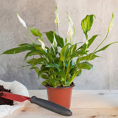 10 pieces of seedling pots, flower pots and nutrient cups can be used to grow succulent plants, vegetable seedlings, saplings and flowers with drainage holes to prevent roots from getting stuffy