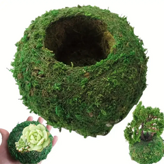 1 Exquisite Moss Plant Planting Container