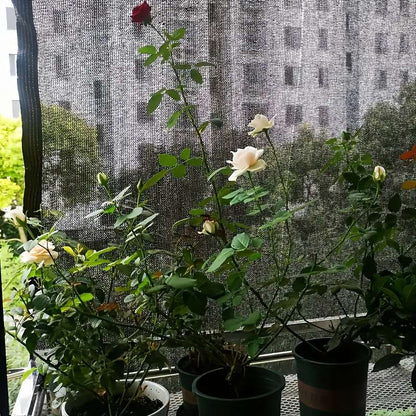 1 piece of thickened PE sunshade net 2x3 meters