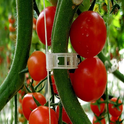 150 tomato clips