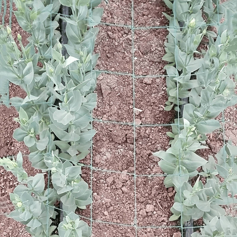 High-strength polyester garden pergola netting