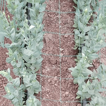 High-strength polyester garden pergola netting