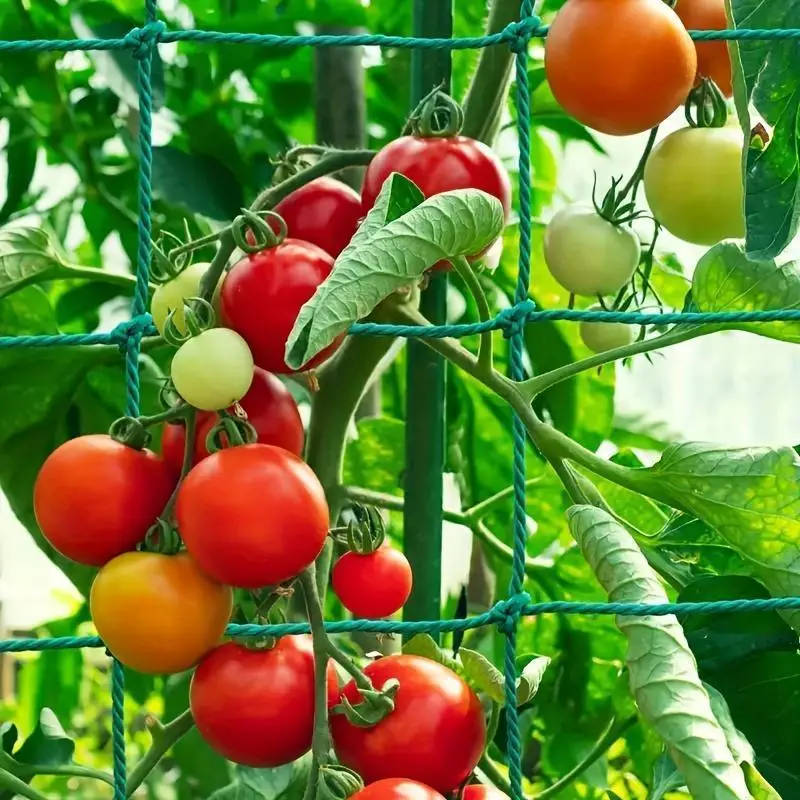 Climbing Plant Trellis